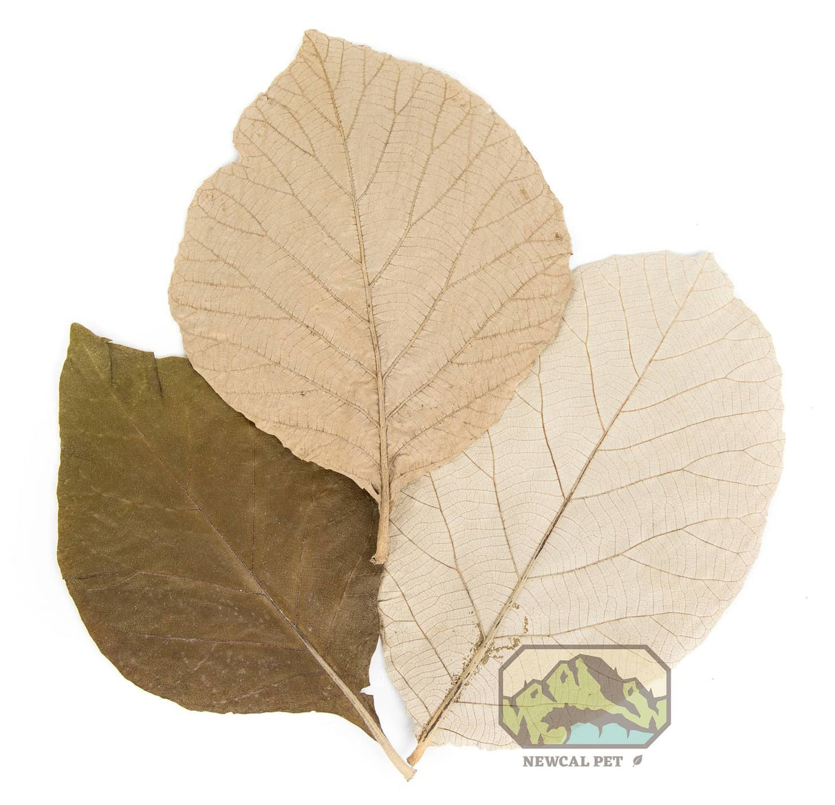 NewCal Teak Leaves 11"-14" (10 pack) | Botanicals | Largest Tropical Fish Selection at Your Local Fish Store