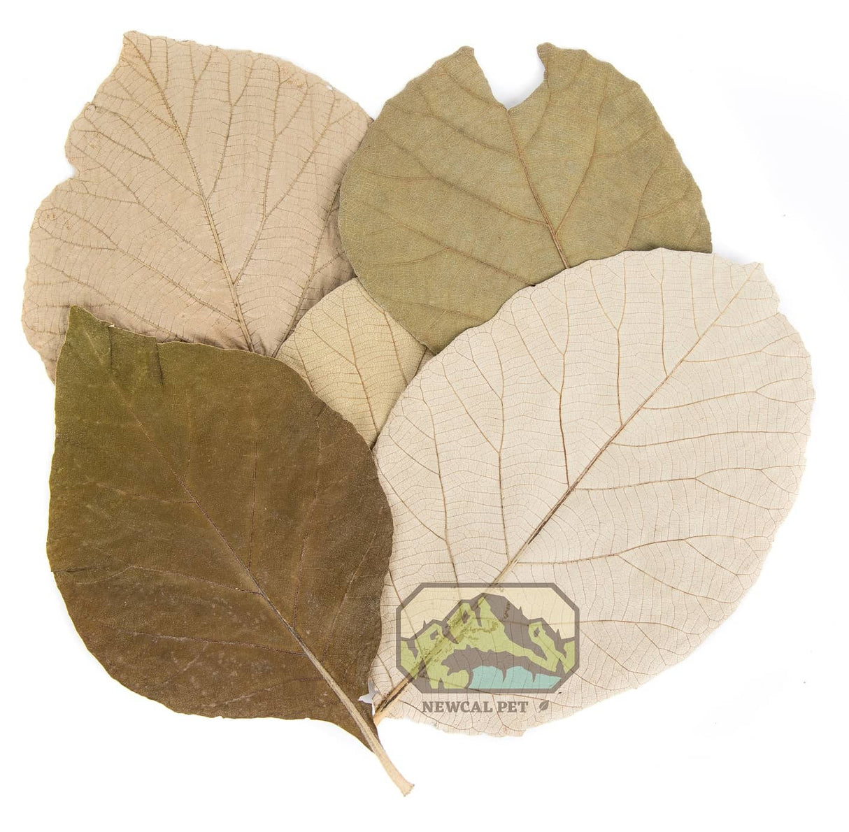 NewCal Teak Leaves 11"-14" (10 pack) | Botanicals | Largest Tropical Fish Selection at Your Local Fish Store