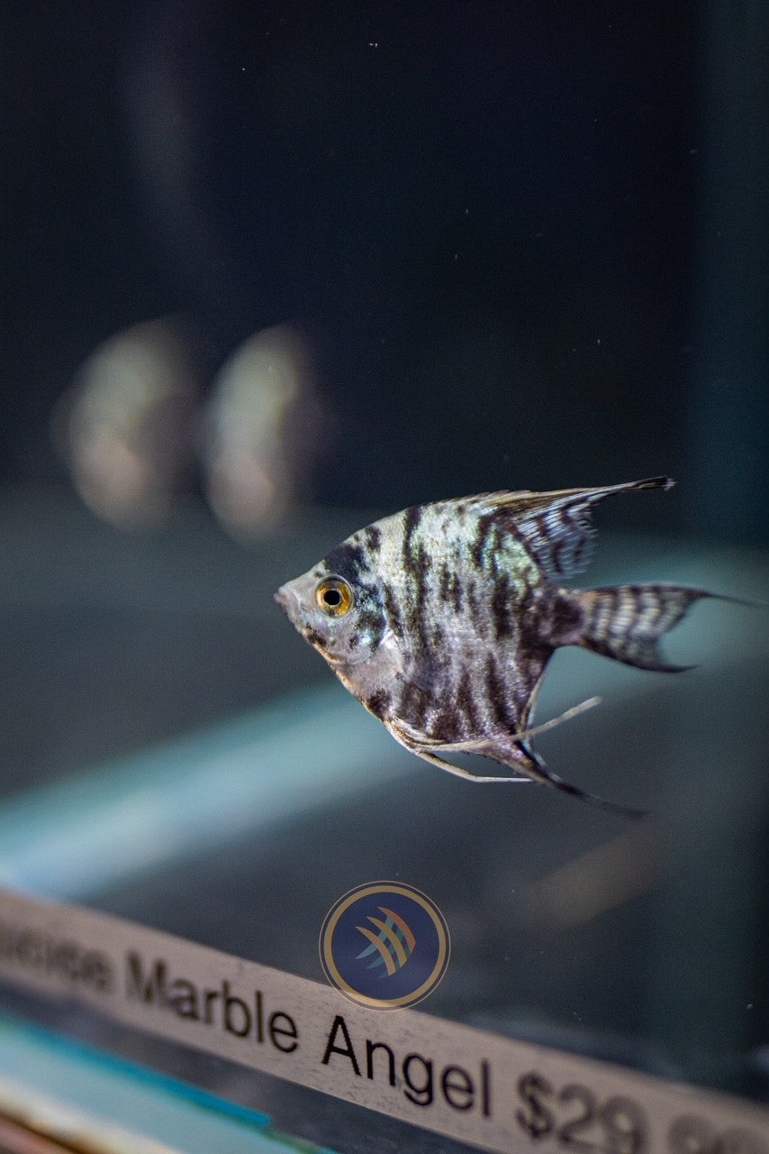 Blue Turquoise Marble Angelfish 3-4cm | Cichlids Badis & Gouramis | Largest Tropical Fish Selection at Your Local Fish Store