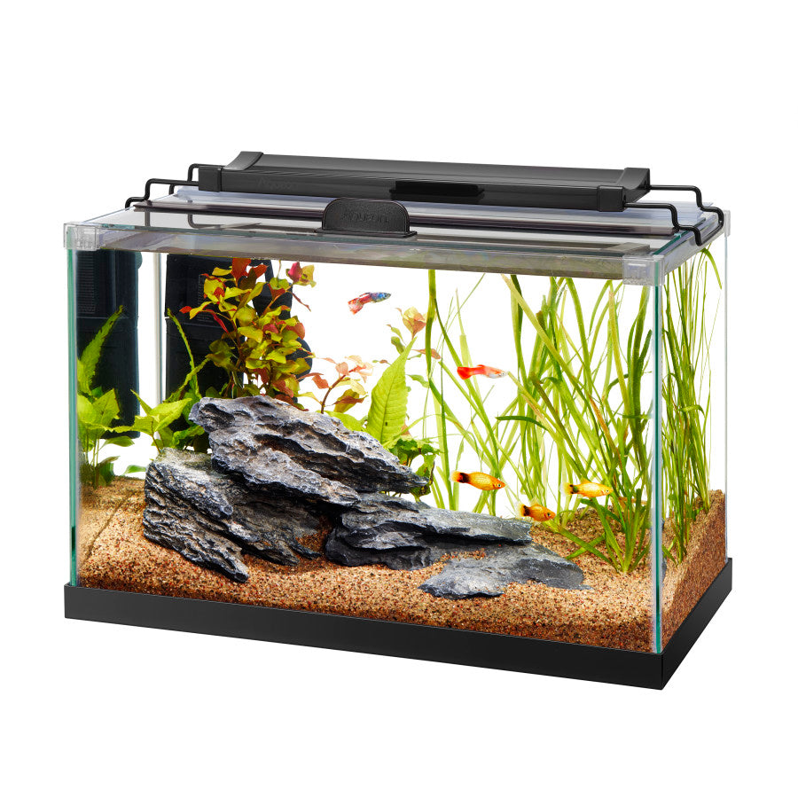 Aqueon Glass Rectangle Rimless Aquarium | Aquariums & Stands | Largest Tropical Fish Selection at Your Local Fish Store