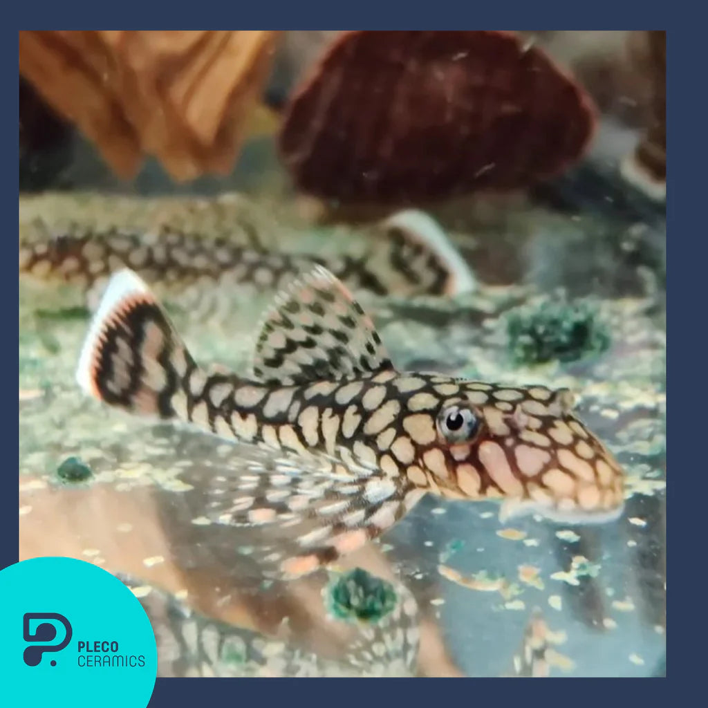 Ancistrus Wabenmuster Pleco (PlecoCeramics) | Catfish Loaches & Plecos | Largest Tropical Fish Selection at Your Local Fish Store
