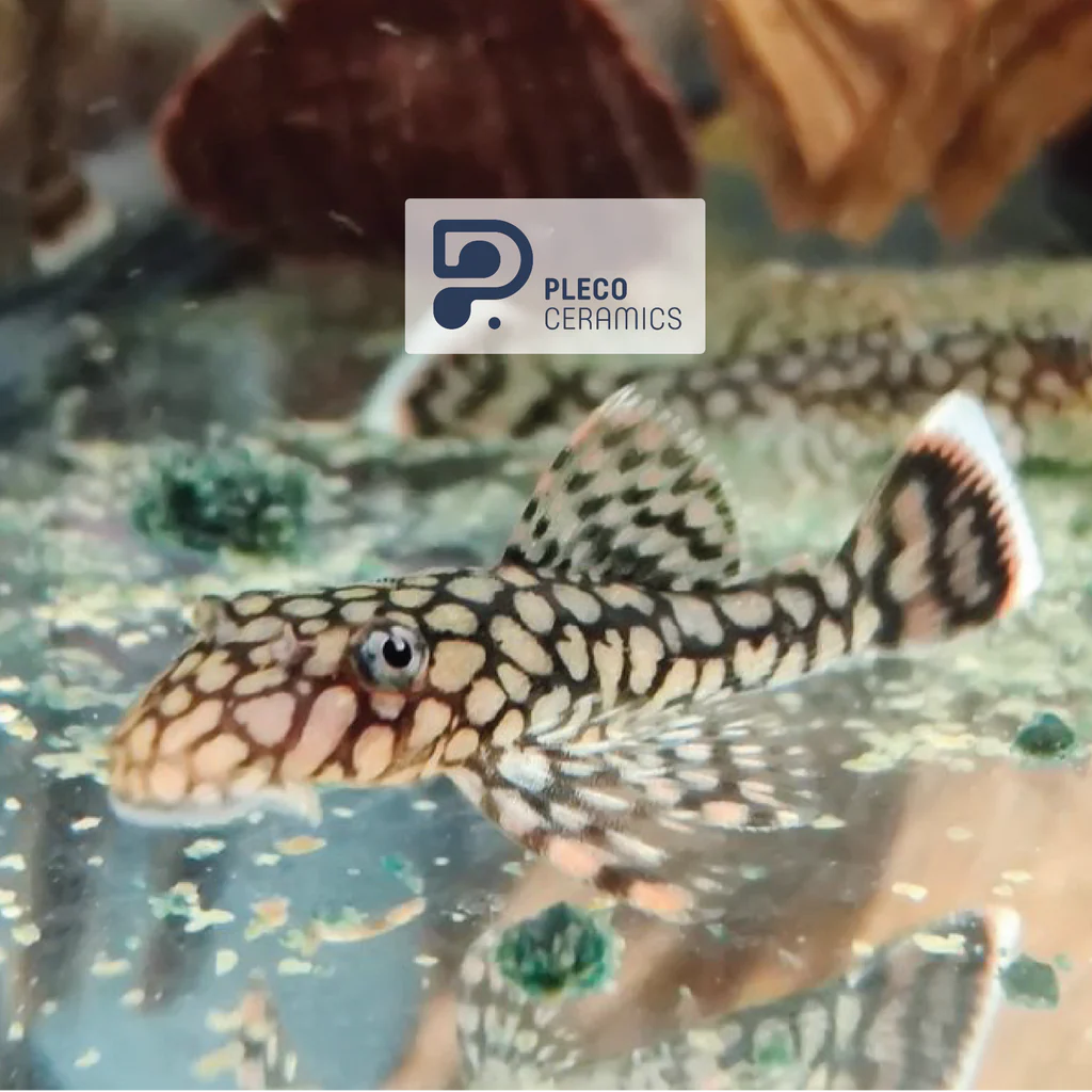 Ancistrus Wabenmuster Pleco (PlecoCeramics) | Catfish Loaches & Plecos | Largest Tropical Fish Selection at Your Local Fish Store