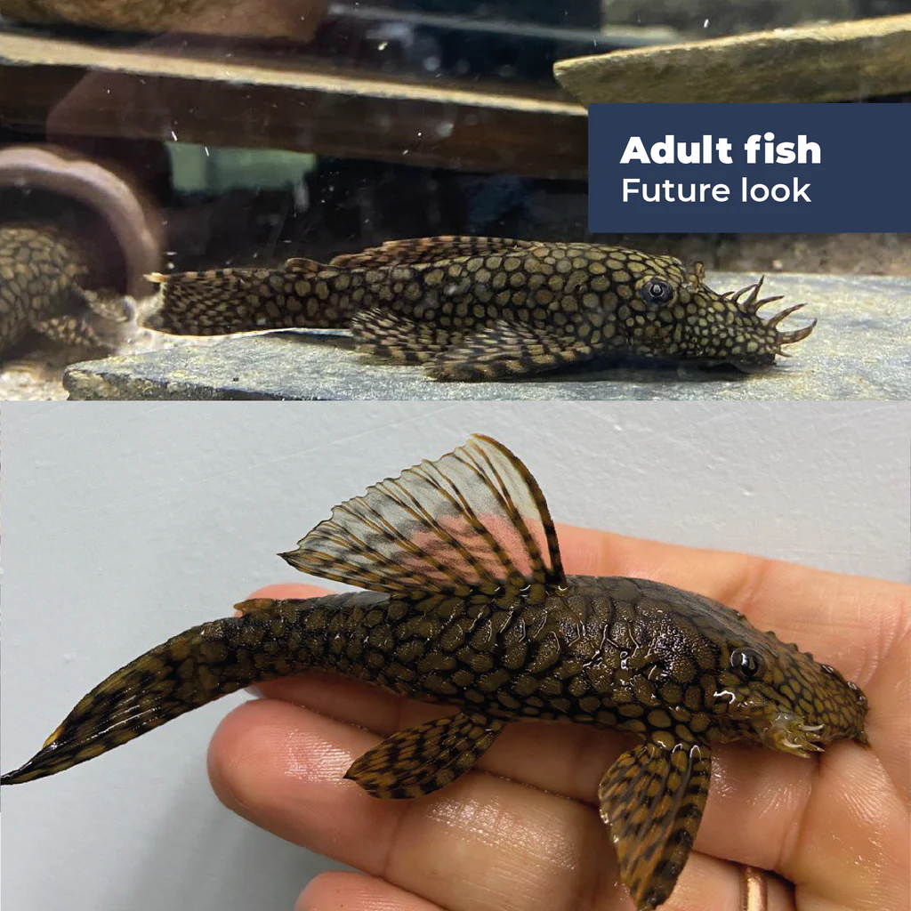 Ancistrus Wabenmuster Pleco (PlecoCeramics) | Catfish Loaches & Plecos | Largest Tropical Fish Selection at Your Local Fish Store