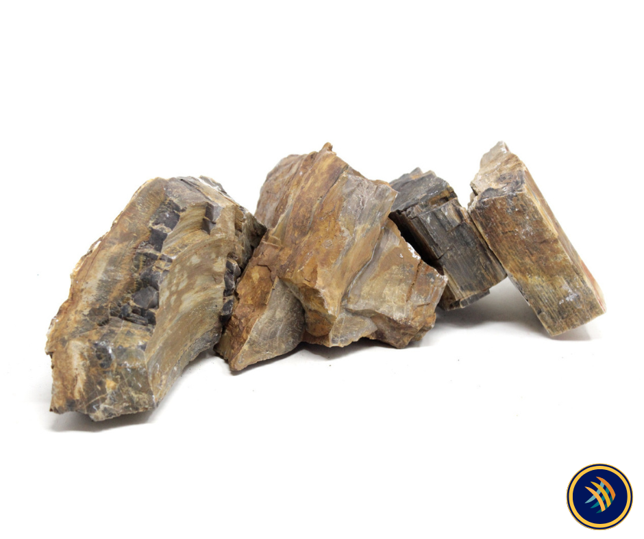 Petrified Wood Stone (Fossil Wood) | Substrates & Hardscape | Largest Tropical Fish Selection at Your Local Fish Store