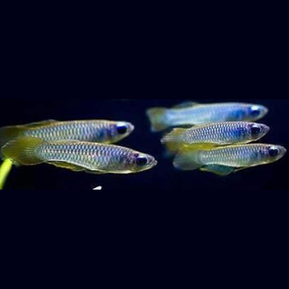 Normans African Lamp Eye Killi (Aphyosemion normani) 2.5cm | Rainbowfish Killifish & Danios | Largest Tropical Fish Selection at Your Local Fish Store