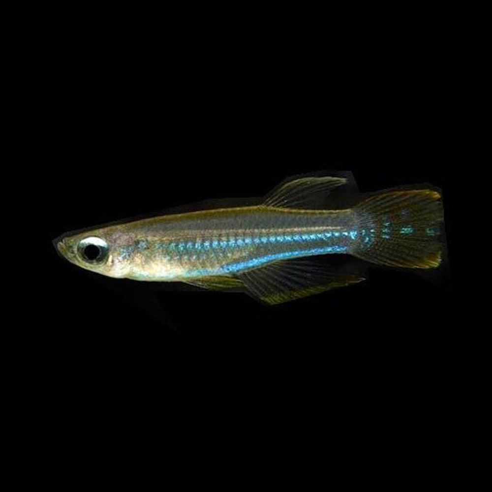 Normans African Lamp Eye Killi (Aphyosemion normani) 2.5cm | Rainbowfish Killifish & Danios | Largest Tropical Fish Selection at Your Local Fish Store
