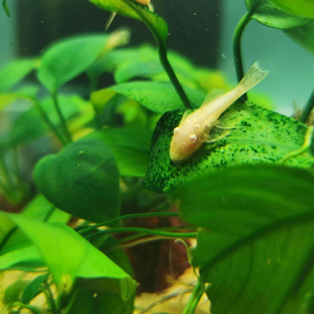 Albino Bristlenose Ancistrus Cirrhosus | Catfish Loaches & Plecos | Largest Tropical Fish Selection at Your Local Fish Store