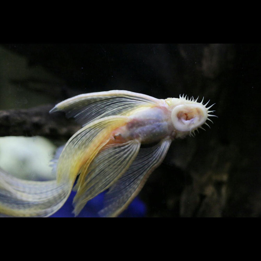 Albino Bristlenose Longfin Ancistrus cf. cirrhosus | Catfish Loaches & Plecos | Largest Tropical Fish Selection at Your Local Fish Store