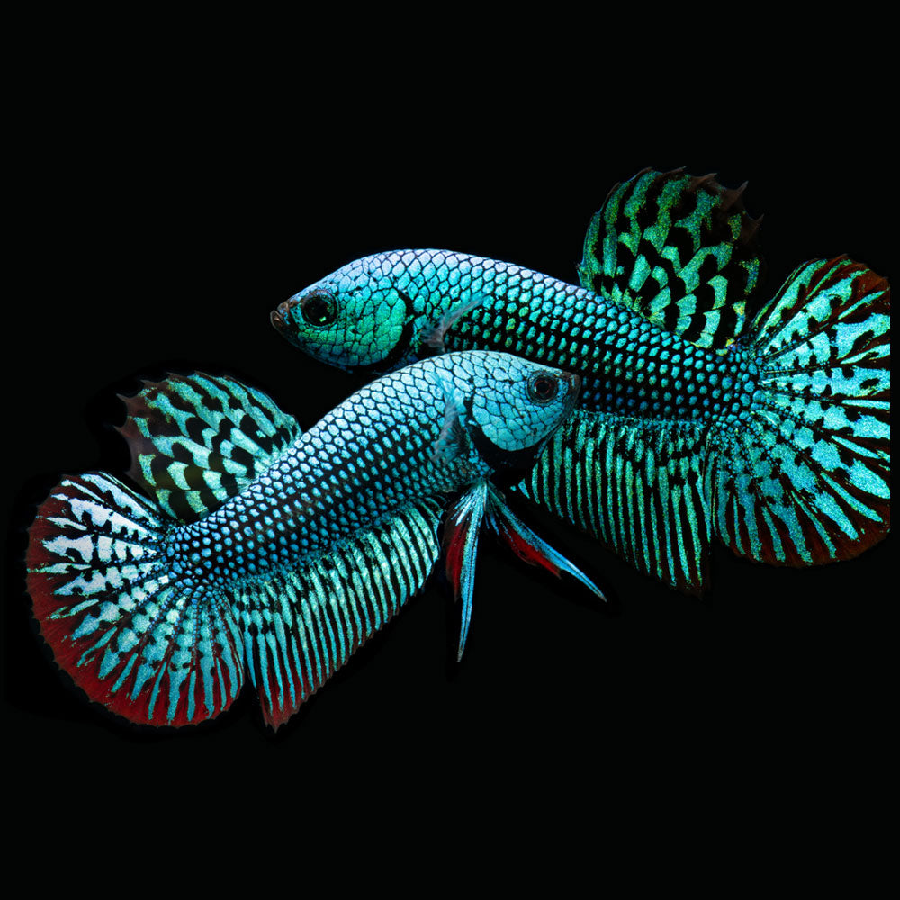 Alien Betta Male | Bettas | Largest Tropical Fish Selection at Your Local Fish Store