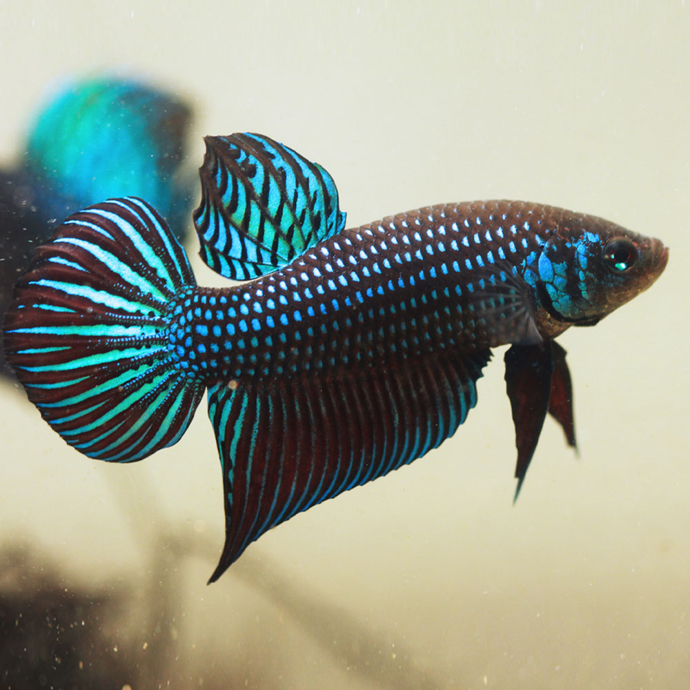 Alien Betta Male | Bettas | Largest Tropical Fish Selection at Your Local Fish Store