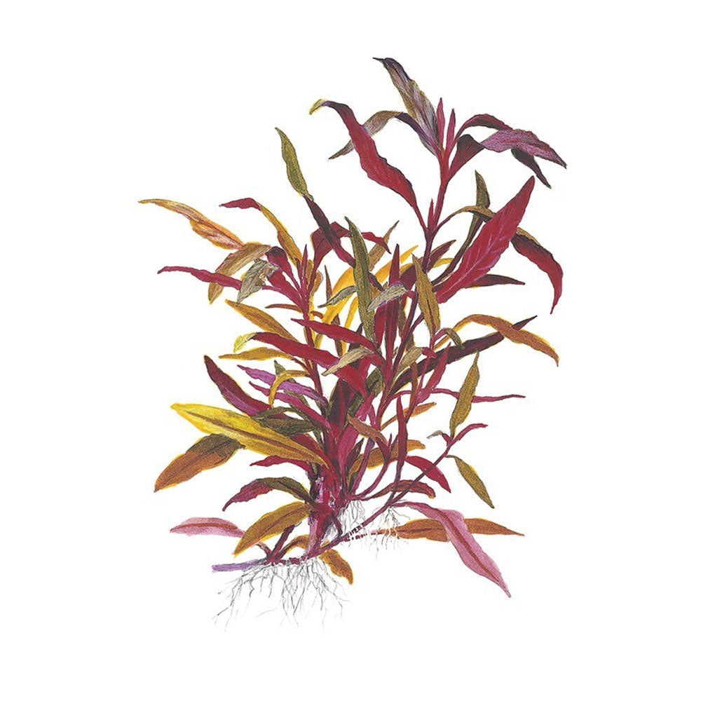 Alternanthera Reineckii "Pink"023 XL Mother Plant | Potted Plants | Largest Tropical Fish Selection at Your Local Fish Store