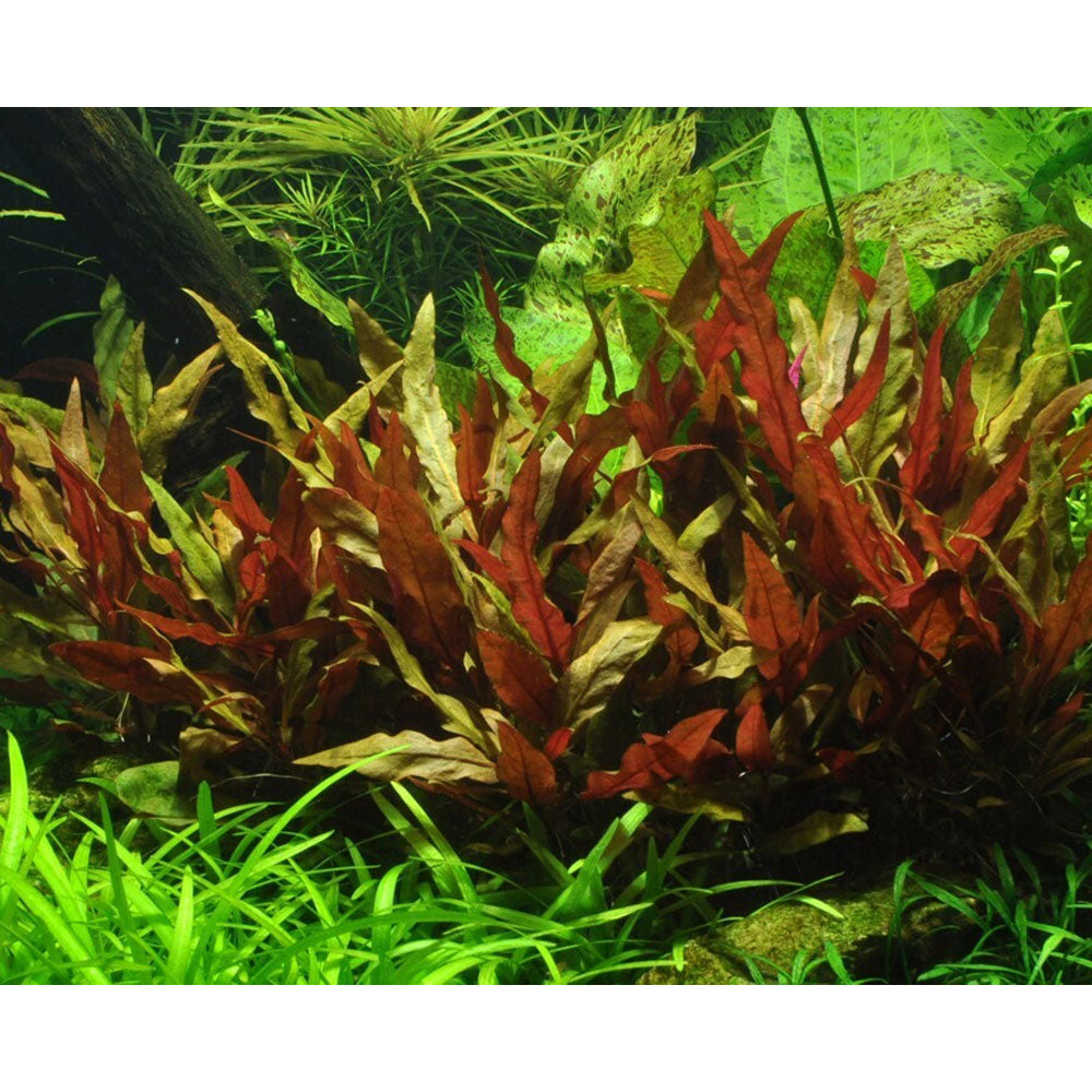 Alternanthera Reineckii "Pink"023 XL Mother Plant | Potted Plants | Largest Tropical Fish Selection at Your Local Fish Store