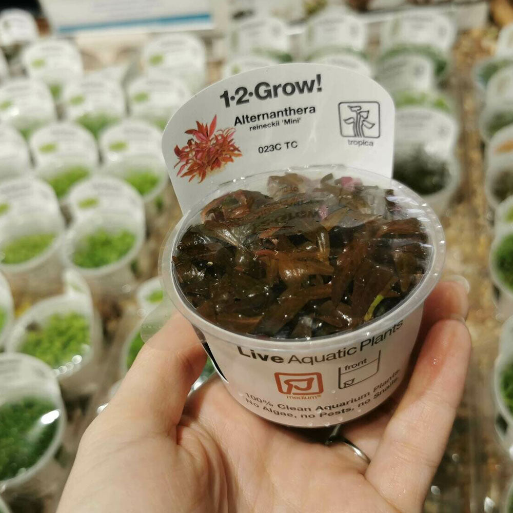 Alternanthera reineckii 'Mini' 1-2-Grow 023C TC | Tissue Cultures | Largest Tropical Fish Selection at Your Local Fish Store