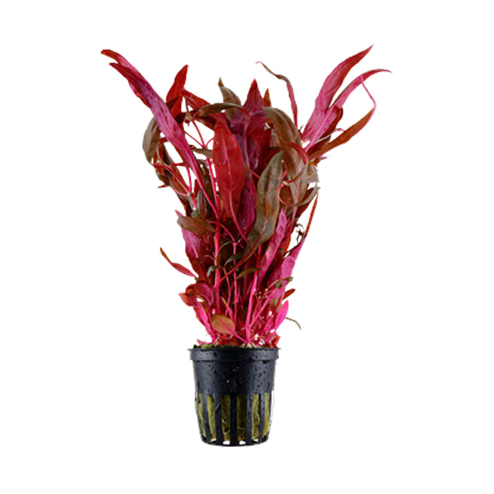 Alternanthera reineckii 'Pink' potted 023 | Potted Plants | Largest Tropical Fish Selection at Your Local Fish Store