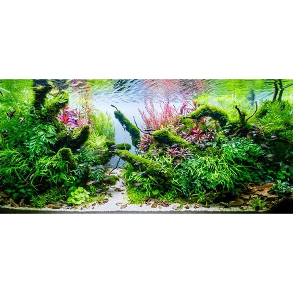 Alternanthera reineckii 'Pink' potted 023 | Potted Plants | Largest Tropical Fish Selection at Your Local Fish Store