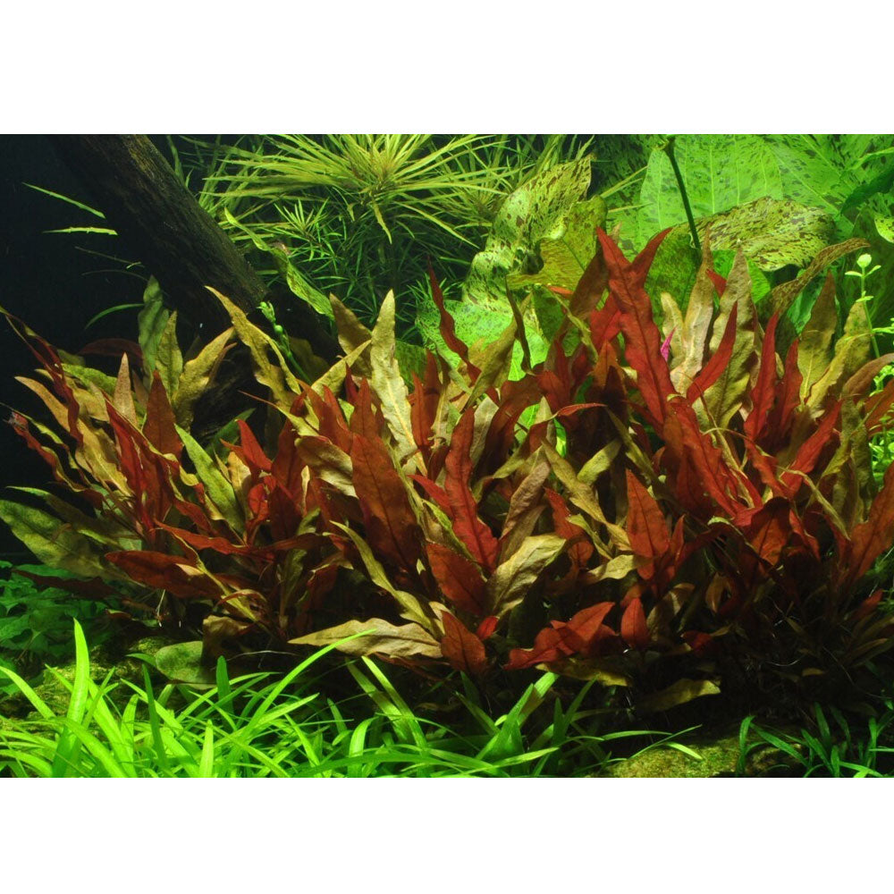 Alternanthera reineckii 'Pink' potted 023 | Potted Plants | Largest Tropical Fish Selection at Your Local Fish Store