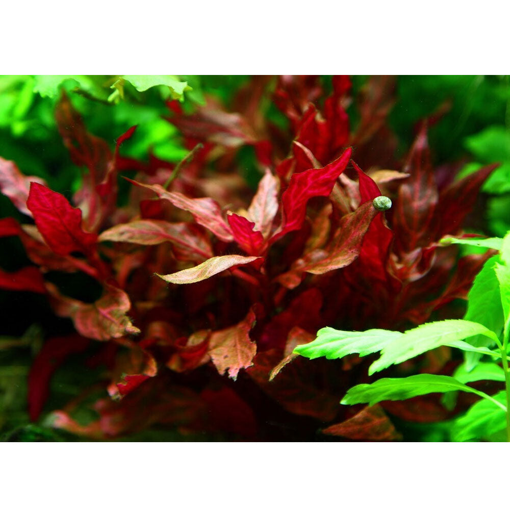 Alternanthera reineckii 'Rosanervig' potted 023D | Potted Plants | Largest Tropical Fish Selection at Your Local Fish Store