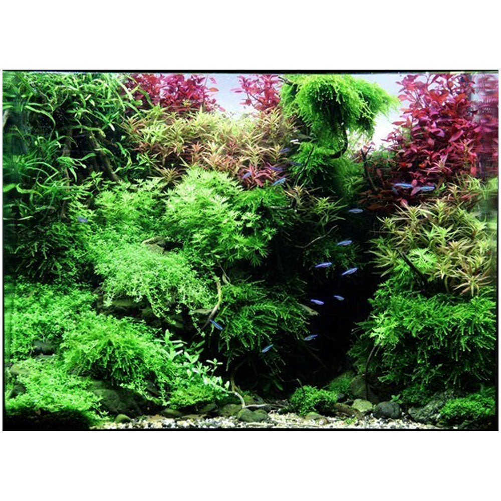 Alternanthera reineckii 'Rosanervig' potted 023D | Potted Plants | Largest Tropical Fish Selection at Your Local Fish Store