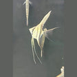 Altum Peruvian Veiltail Angelfish Large
