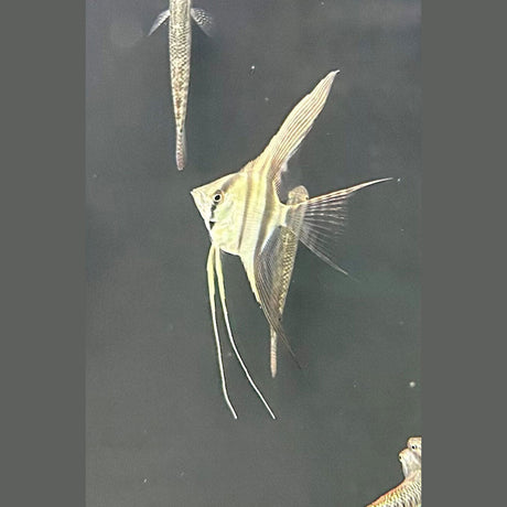 Altum Peruvian Veiltail Angelfish Large