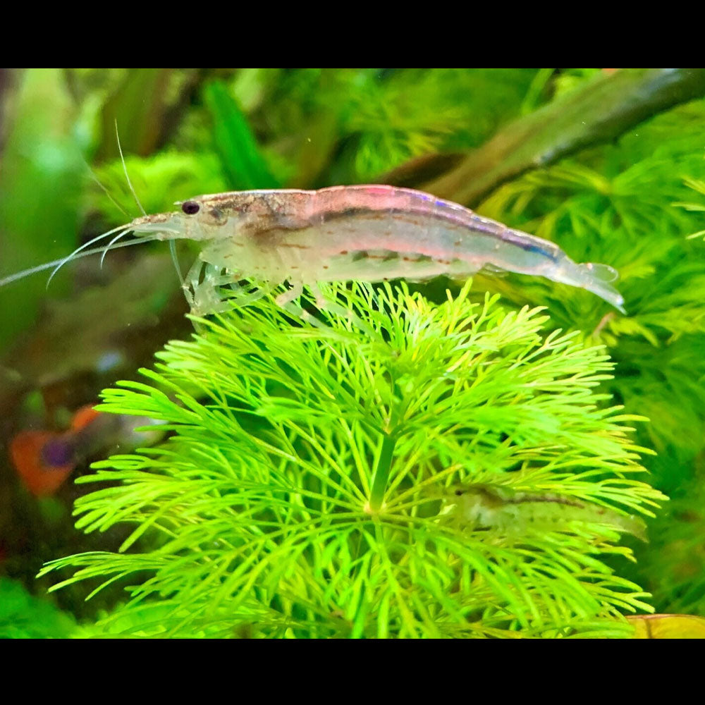 Amano Shrimp Caridina Japonica | Snails Shrimp Crayfish Crabs | Largest Tropical Fish Selection at Your Local Fish Store