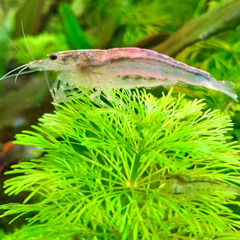 Amano Shrimp (Caridina Japonica) | Snails Shrimp Crayfish Crabs | Largest Tropical Fish Selection at Your Local Fish Store