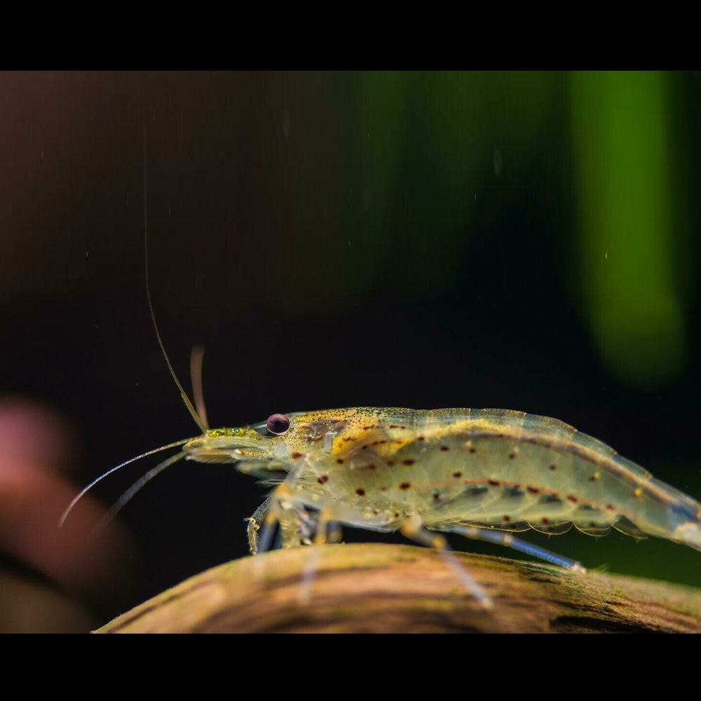 Amano Shrimp Caridina Japonica | Snails Shrimp Crayfish Crabs | Largest Tropical Fish Selection at Your Local Fish Store