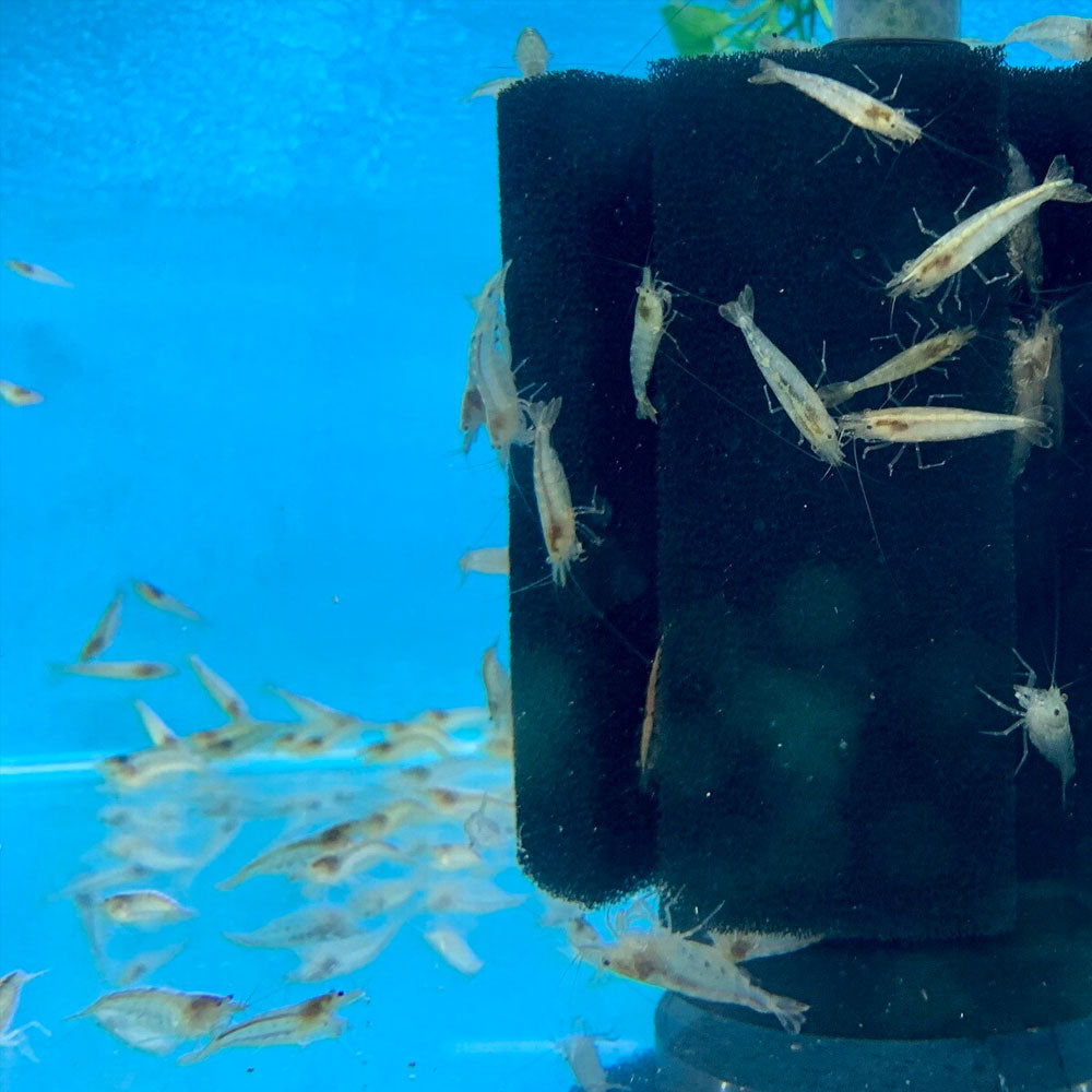 Amano Shrimp Caridina Japonica | Snails Shrimp Crayfish Crabs | Largest Tropical Fish Selection at Your Local Fish Store