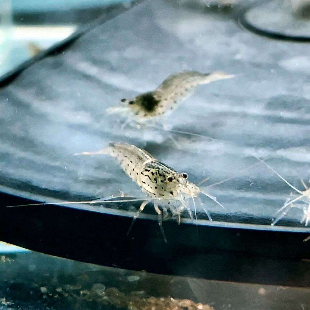 Amano Shrimp Caridina Japonica | Snails Shrimp Crayfish Crabs | Largest Tropical Fish Selection at Your Local Fish Store