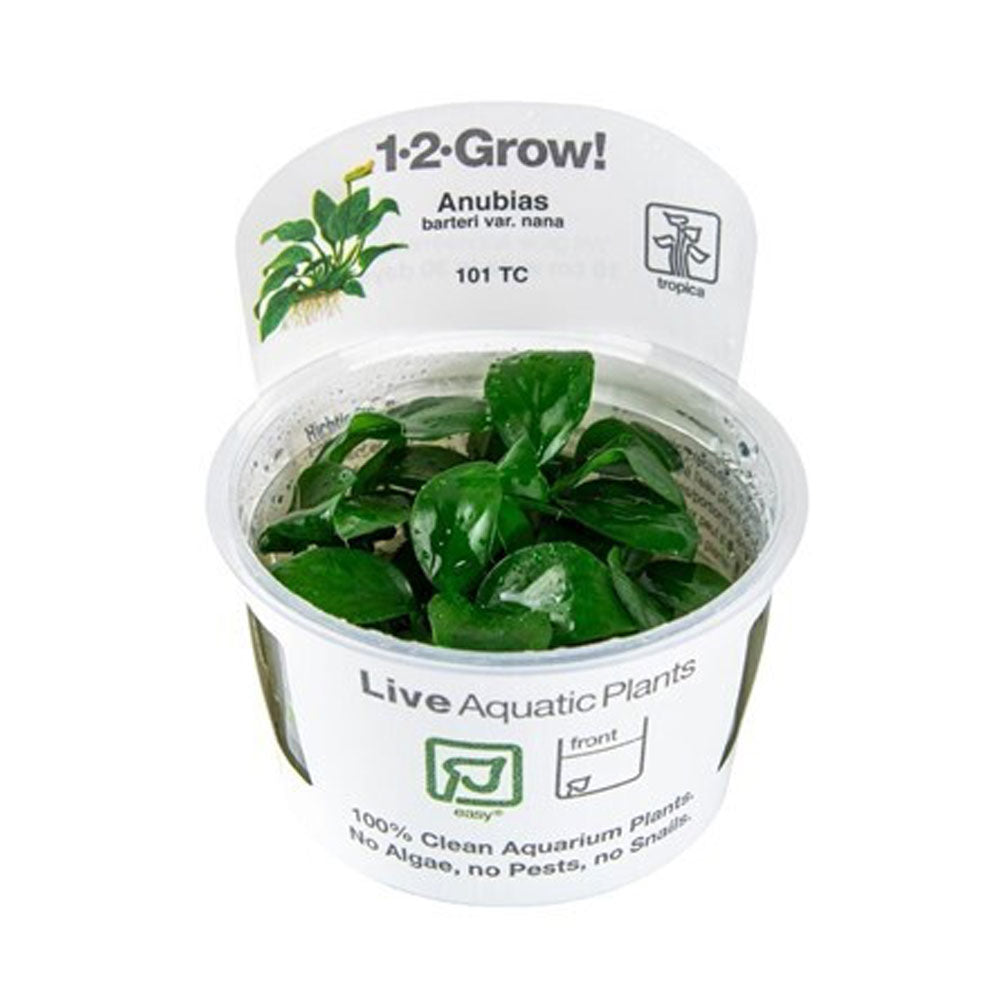 Anubias Barteri Nana 101 TC | Tissue Cultures | Largest Tropical Fish Selection at Your Local Fish Store