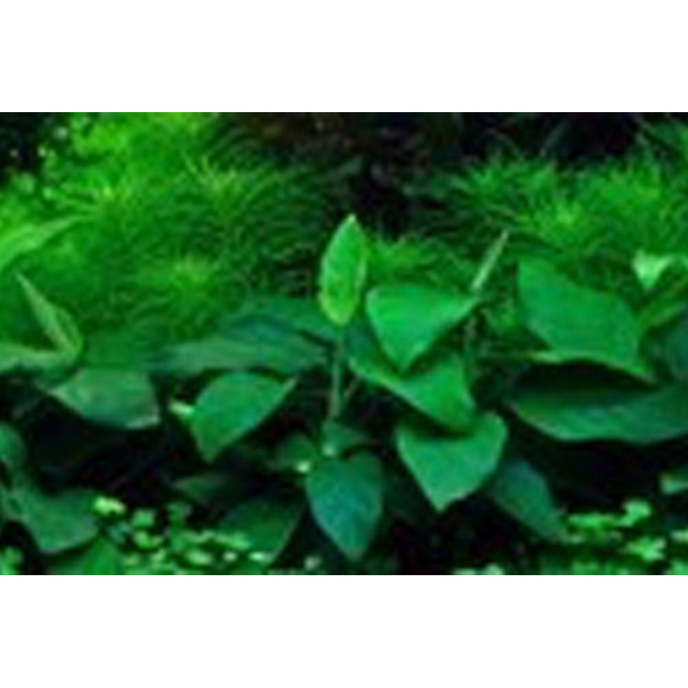 Anubias Barteri Nana 101 TC | Tissue Cultures | Largest Tropical Fish Selection at Your Local Fish Store