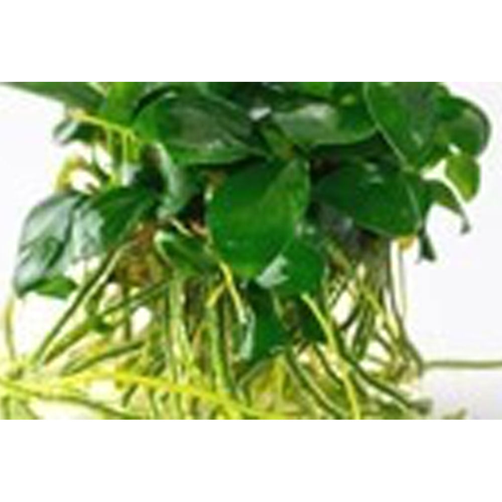 Anubias Barteri Nana 101 TC | Tissue Cultures | Largest Tropical Fish Selection at Your Local Fish Store