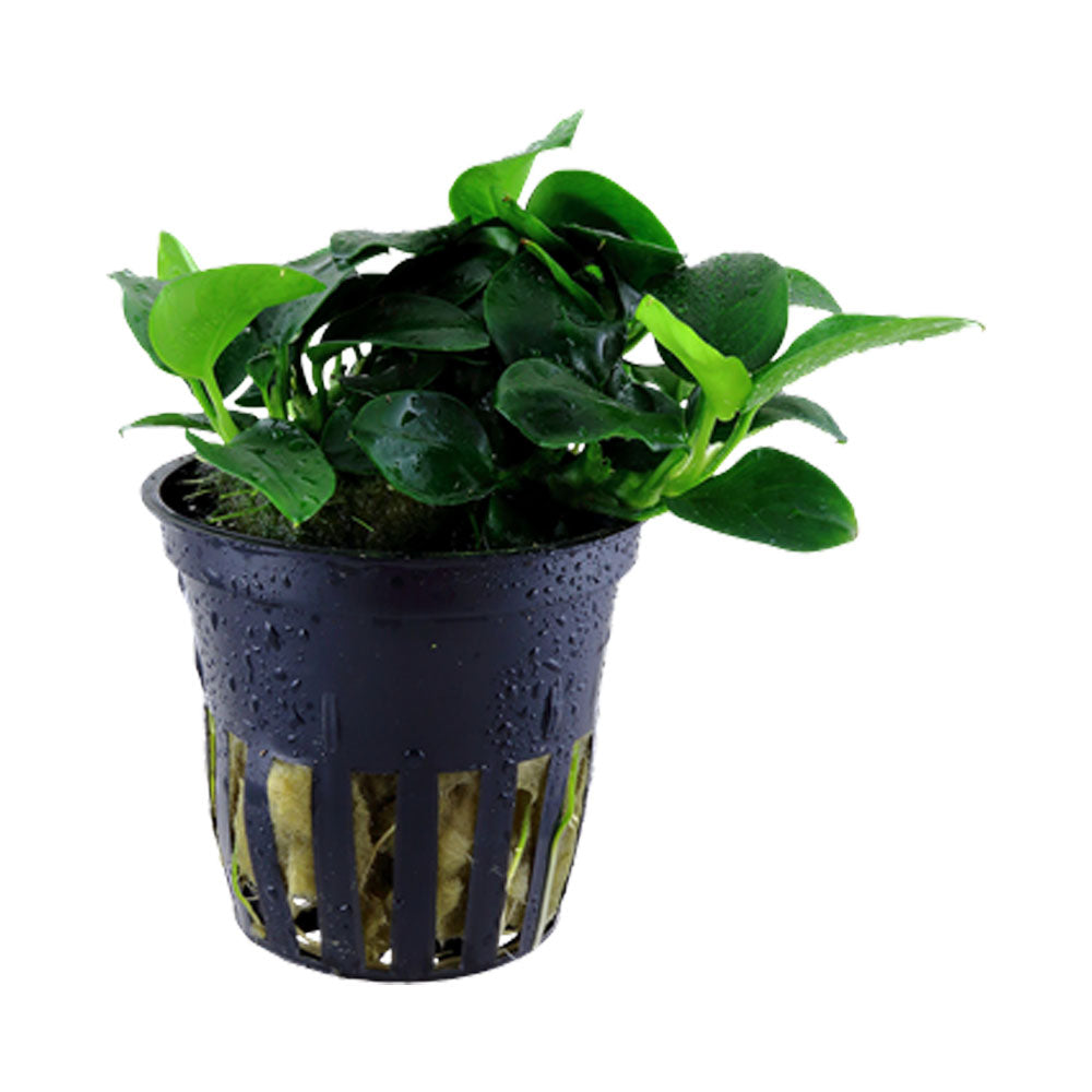 Anubias 'Petite' potted 101H | Potted Plants | Largest Tropical Fish Selection at Your Local Fish Store