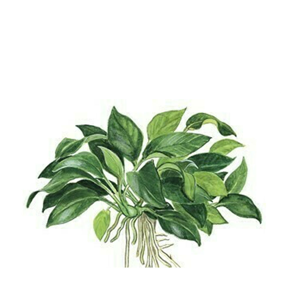 Anubias 'Petite' potted 101H | Potted Plants | Largest Tropical Fish Selection at Your Local Fish Store