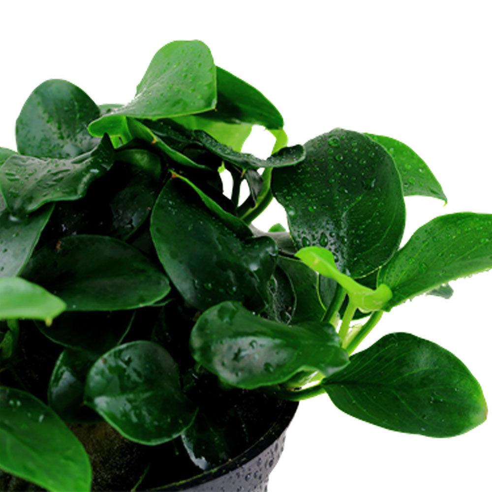 Anubias 'Petite' potted 101H | Potted Plants | Largest Tropical Fish Selection at Your Local Fish Store