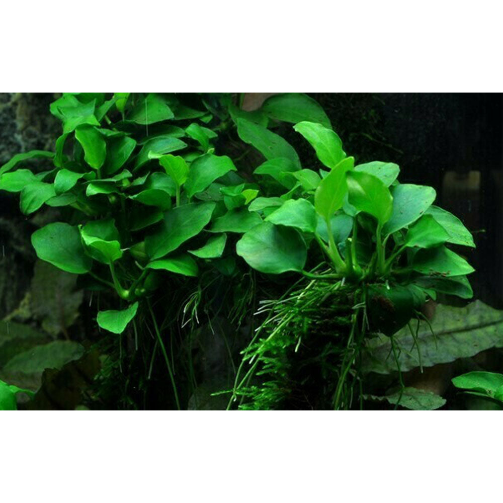 Anubias 'Petite' potted 101H | Potted Plants | Largest Tropical Fish Selection at Your Local Fish Store