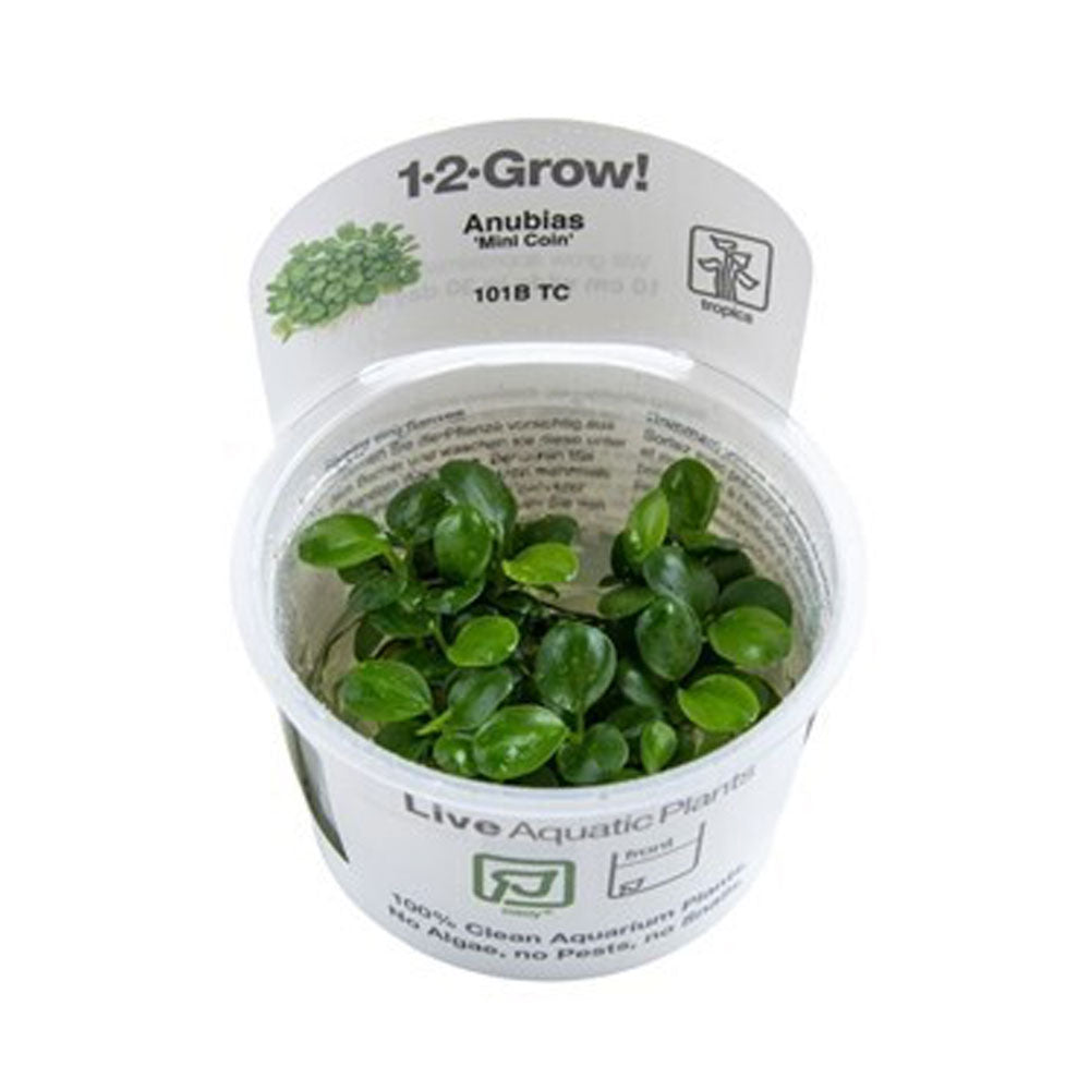 Anubias barteri var. ‘Mini Coin’ 1-2-Grow 101B TC | Tissue Cultures | Largest Tropical Fish Selection at Your Local Fish Store