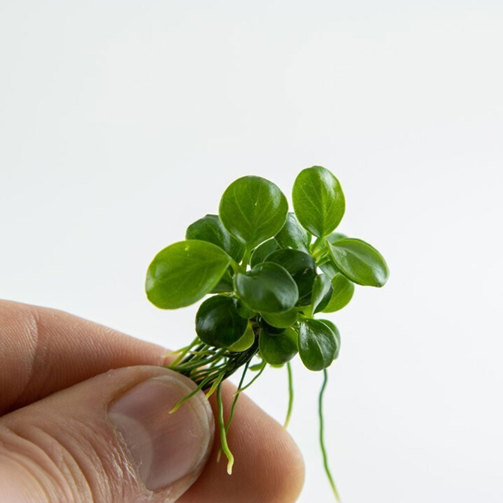 Anubias barteri var. ‘Mini Coin’ 1-2-Grow 101B TC | Tissue Cultures | Largest Tropical Fish Selection at Your Local Fish Store