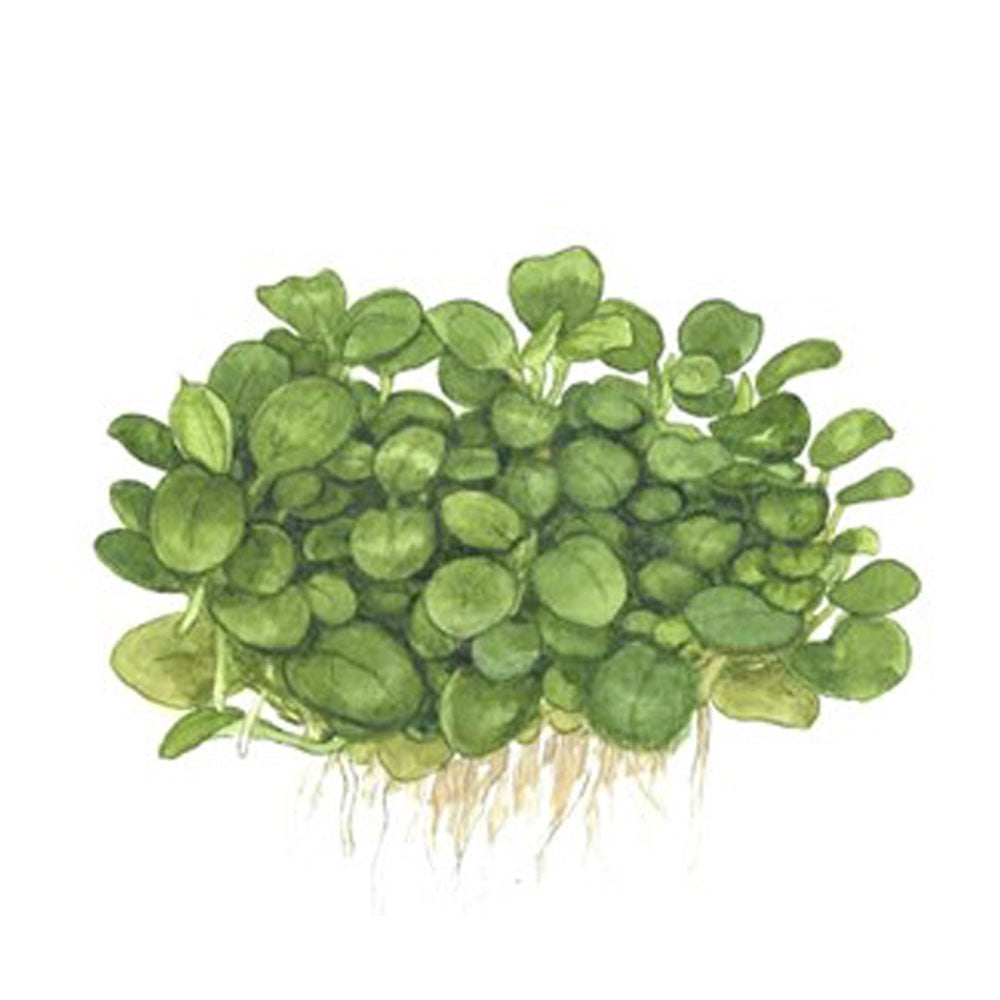 Anubias barteri var. ‘Mini Coin’ 1-2-Grow 101B TC | Tissue Cultures | Largest Tropical Fish Selection at Your Local Fish Store