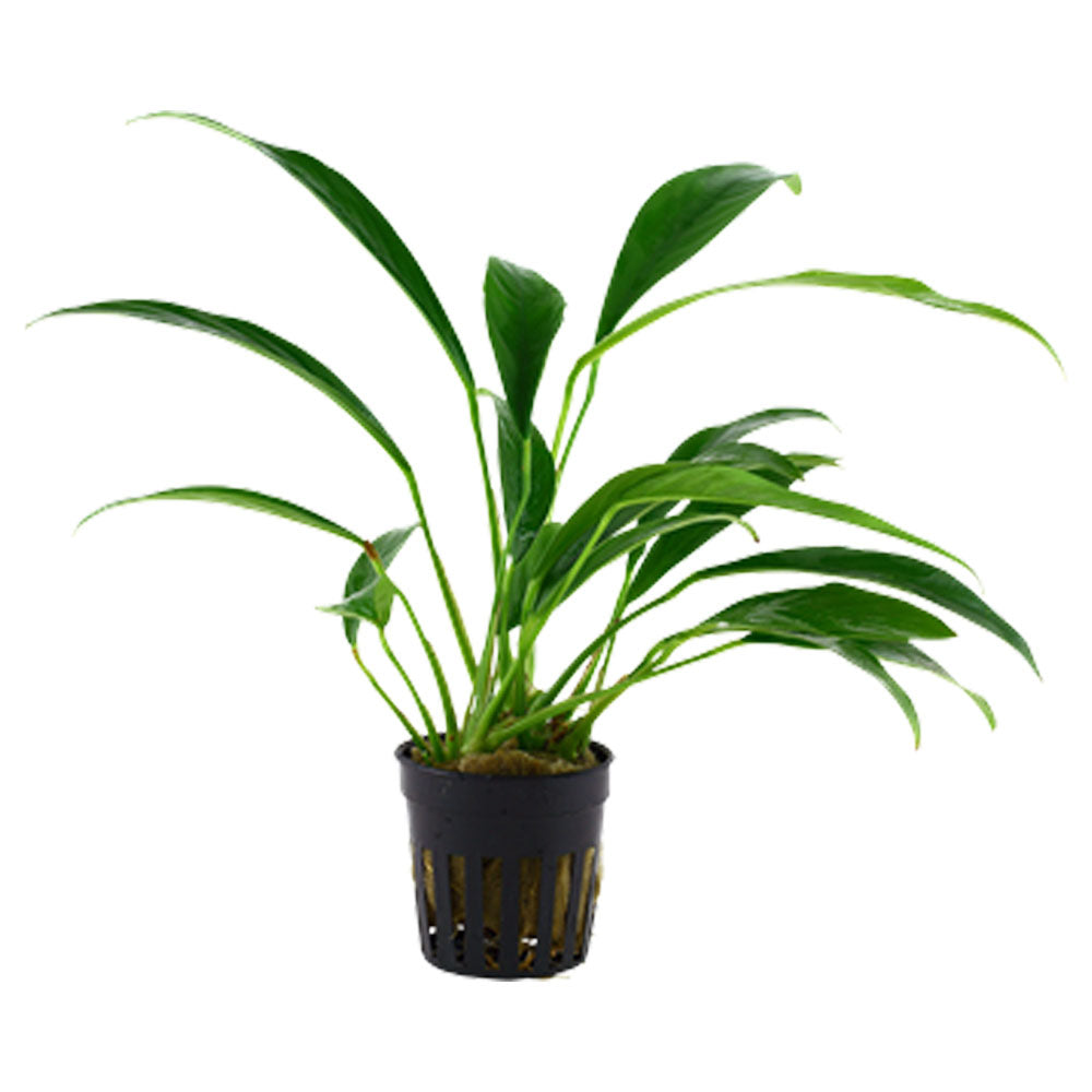 Anubias barteri var. glabra potted 101C | Potted Plants | Largest Tropical Fish Selection at Your Local Fish Store