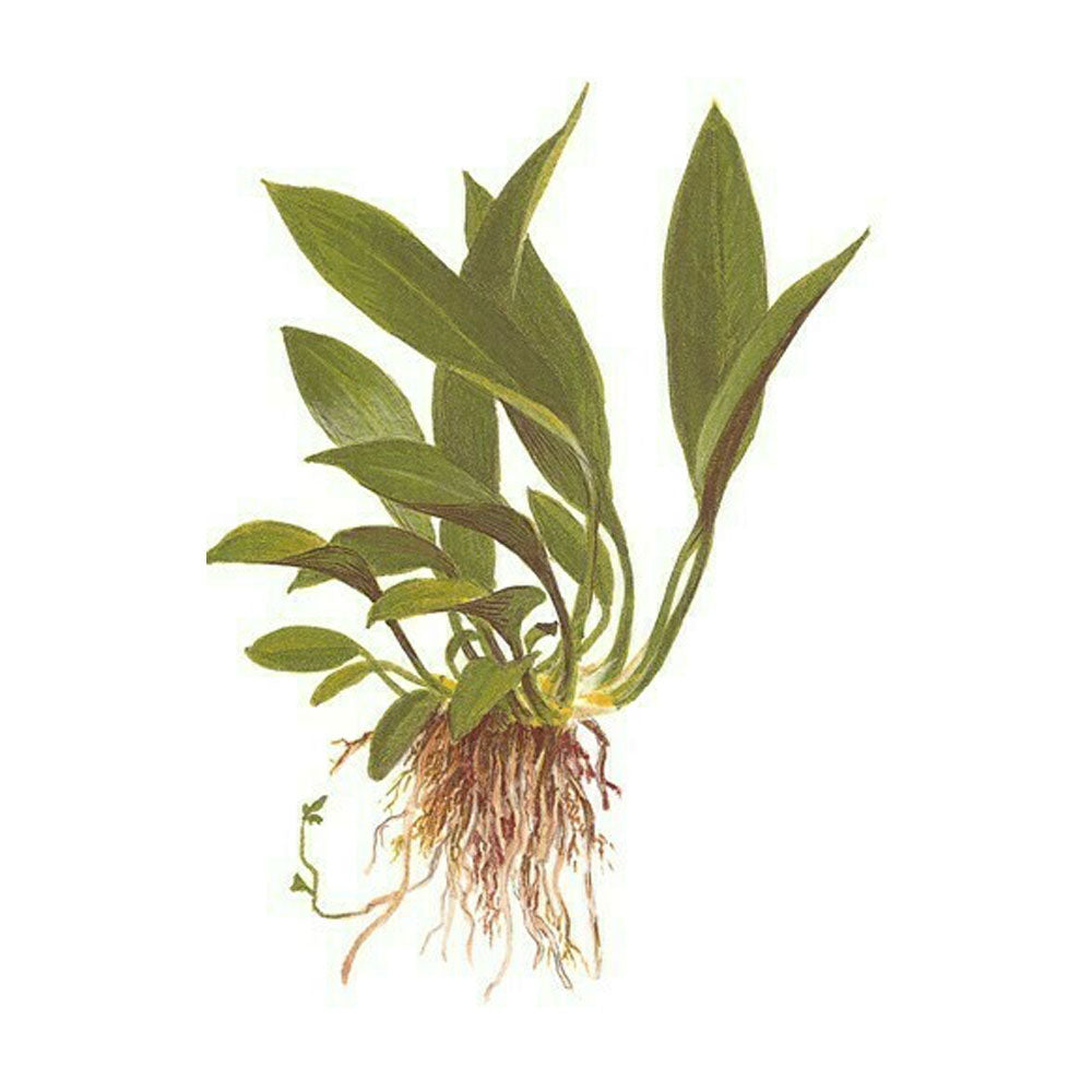 Anubias barteri var. glabra potted 101C | Potted Plants | Largest Tropical Fish Selection at Your Local Fish Store