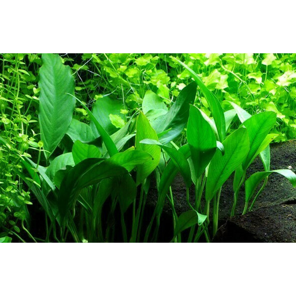 Anubias barteri var. glabra potted 101C | Potted Plants | Largest Tropical Fish Selection at Your Local Fish Store