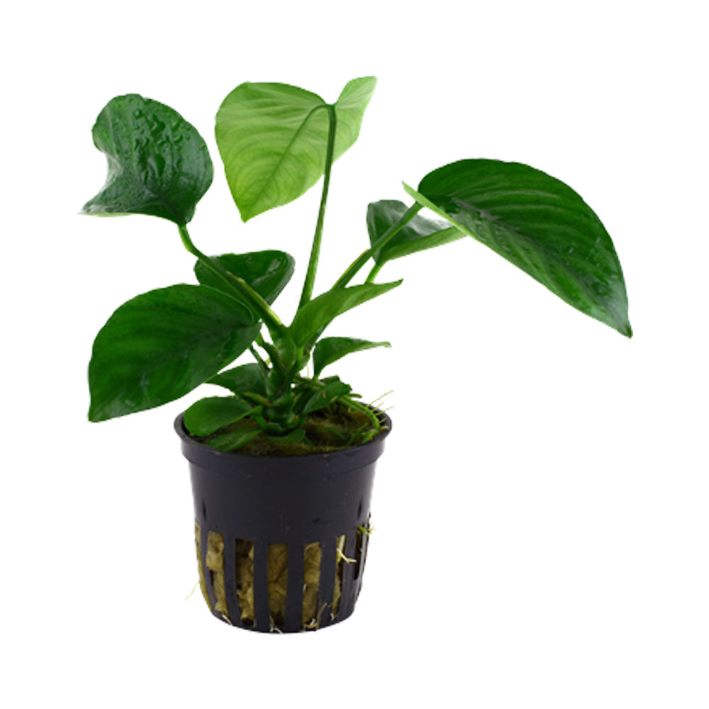 Anubias barteri var. caladiifolia potted 101U | Potted Plants | Largest Tropical Fish Selection at Your Local Fish Store