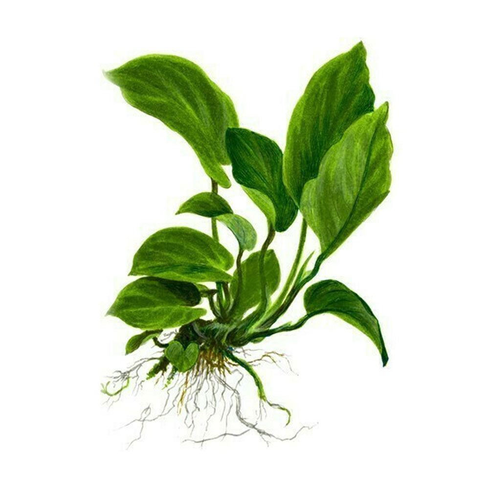 Anubias barteri var. caladiifolia potted 101U | Potted Plants | Largest Tropical Fish Selection at Your Local Fish Store