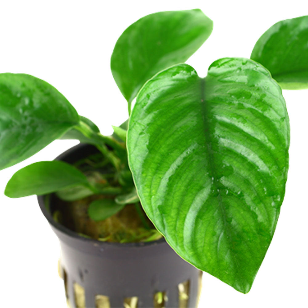 Anubias barteri var. caladiifolia potted 101U | Potted Plants | Largest Tropical Fish Selection at Your Local Fish Store