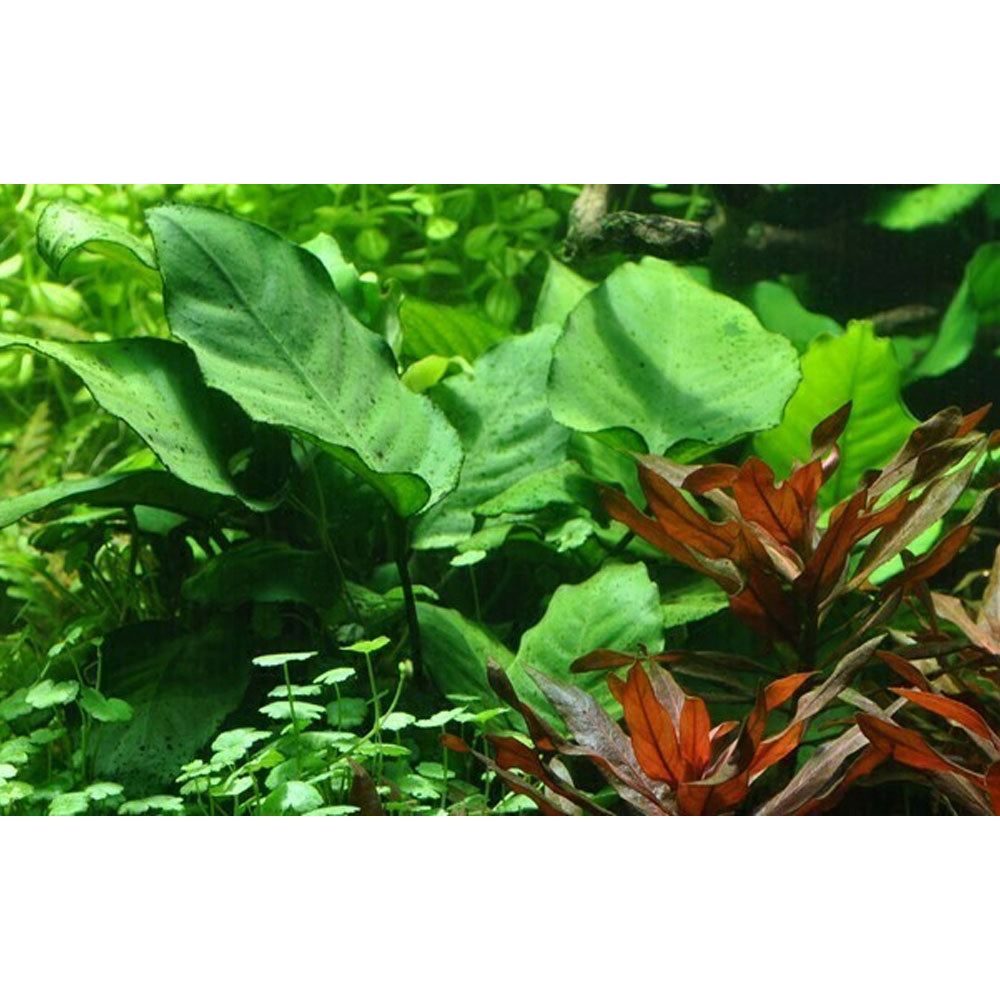 Anubias barteri var. caladiifolia potted 101U | Potted Plants | Largest Tropical Fish Selection at Your Local Fish Store