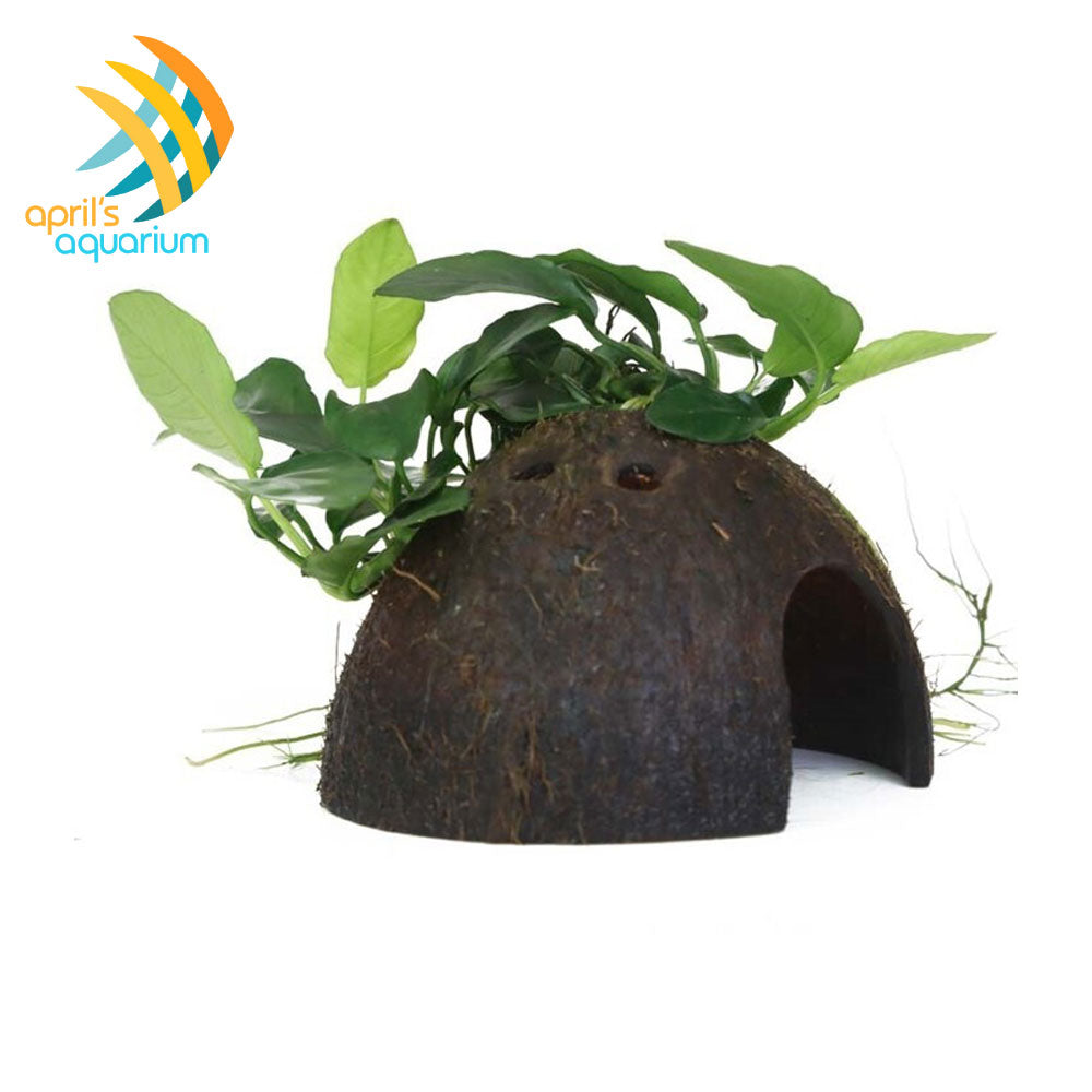 Anubias Barteri Var. Nana on Coconut Shell 510 YCS | Potted Plants | Largest Tropical Fish Selection at Your Local Fish Store