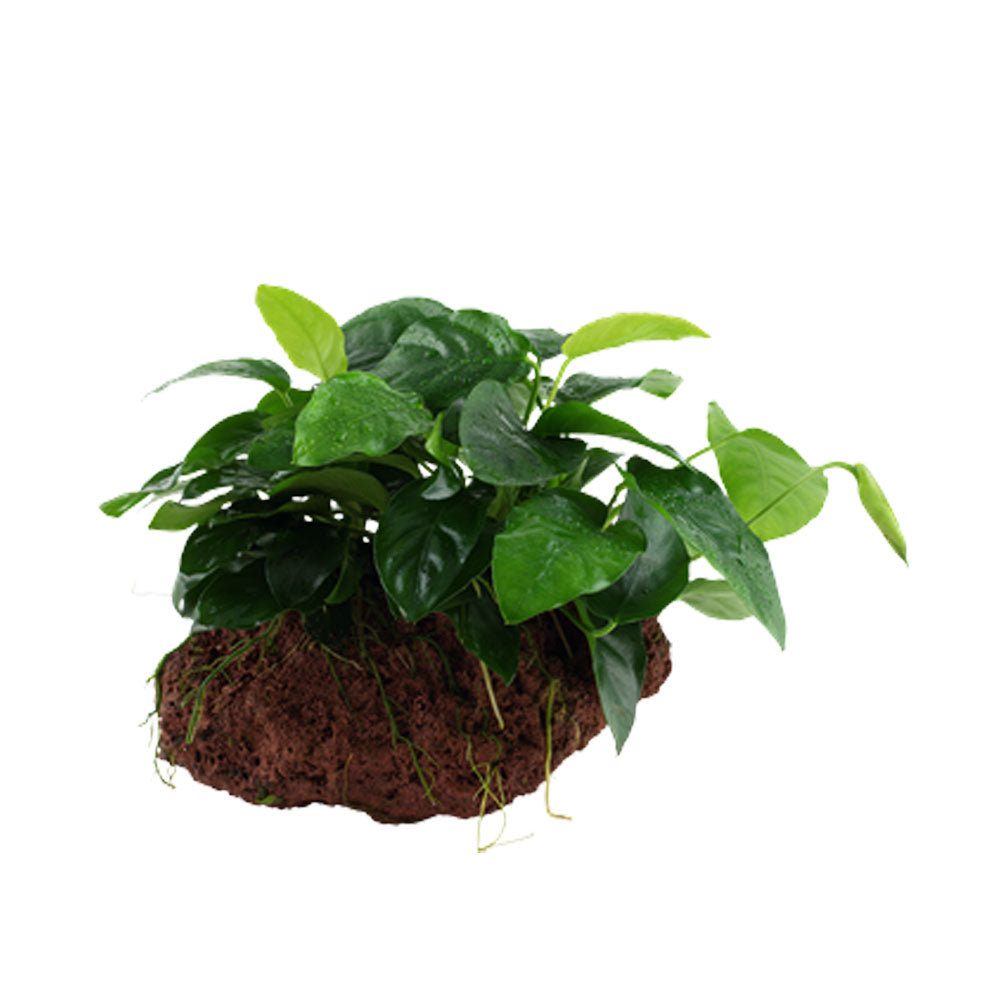 Anubias barteri var. nana on rock 101 YLS | Potted Plants | Largest Tropical Fish Selection at Your Local Fish Store