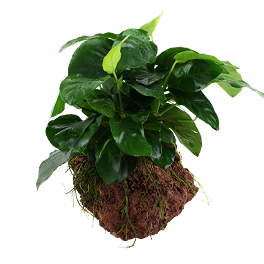 Anubias barteri var. nana on rock 101 YLS | Potted Plants | Largest Tropical Fish Selection at Your Local Fish Store