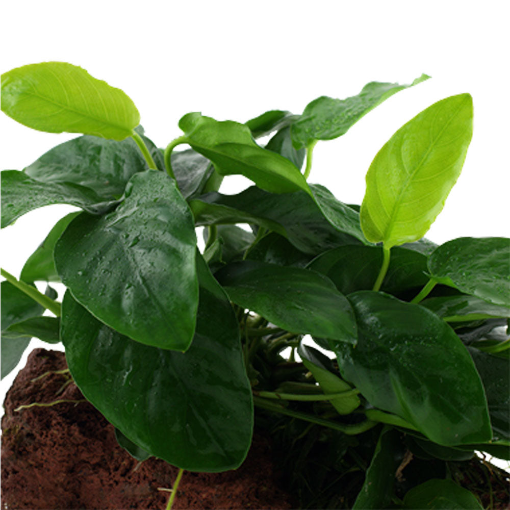 Anubias barteri var. nana on rock 101 YLS | Potted Plants | Largest Tropical Fish Selection at Your Local Fish Store